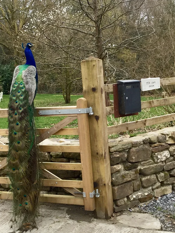Meet Patrick - our resident peacock